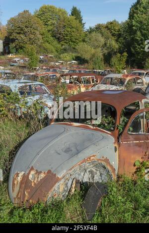 Versteckt im schwedischen Wald, wird ein Autofriedhof voll von alten Autos `s den 50er Jahren von der Natur zurückgenommen. Stockfoto